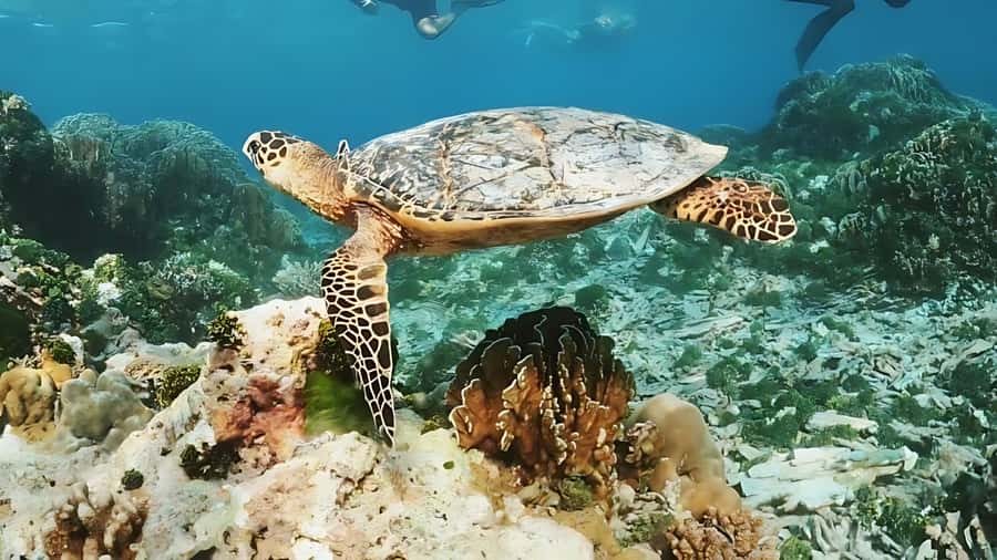 Phuket: Similan Island by Speedboat - Koh Miang: two hours for lunch and swimming
