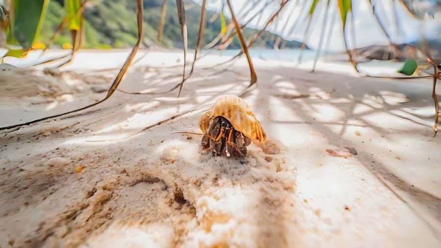 Phuket: Similan Island by Speedboat - Food, equipment, and what you need to pack