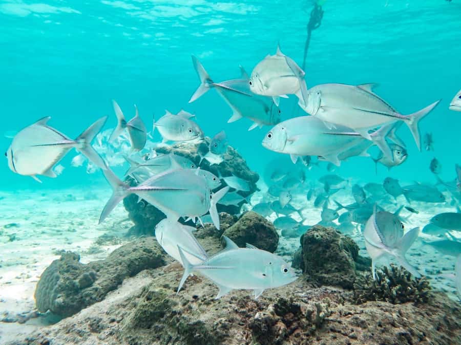 Phuket: Similan Island Full-Day Trip by Speedboat with Meals - Why this Similan trip works well as a full-day outing