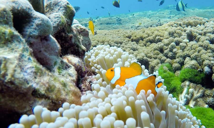 Phuket: Similan Island Full-Day Trip by Speedboat with Meals - Thai lunch breaks up the water time