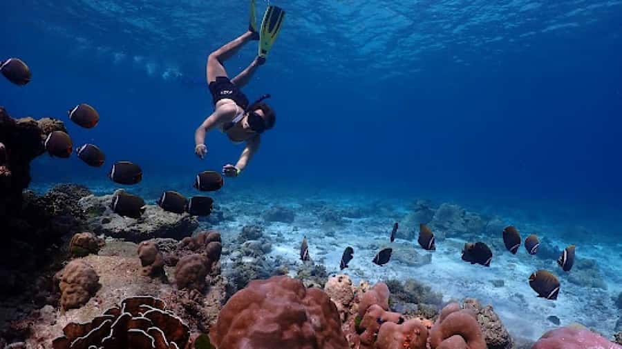Phuket: Similan Islands Day Tour by Speedboat with Lunch - Island 9 and the main snorkeling area