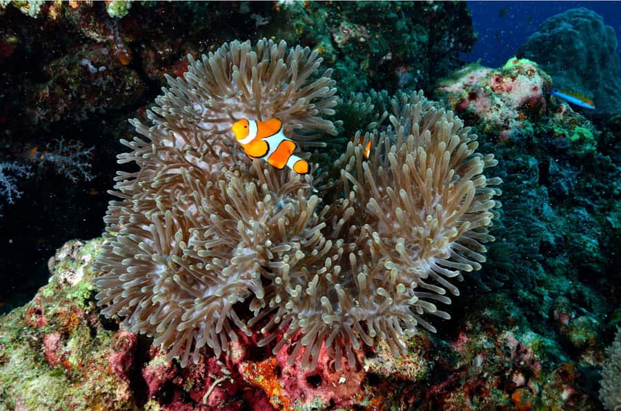 Phuket: Similan Islands Day Tour by Speedboat with Lunch - The return trip and the welcome at the pier
