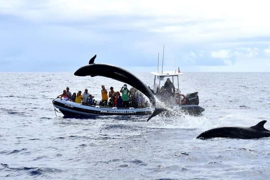 Pico Island: Azores Whale & Dolphin Watching on Zodiac Boat - Who should book this Pico whale-watching trip?