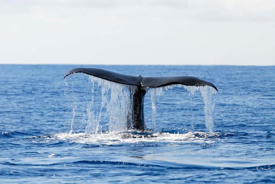 Pico Island: Azores Whale & Dolphin Watching on Zodiac Boat - Should you book it?