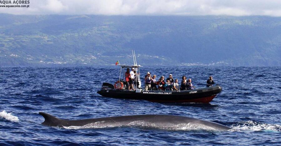 Pico Island: Azores Whale & Dolphin Watching on Zodiac Boat - The Zodiac ride along Pico’s coast