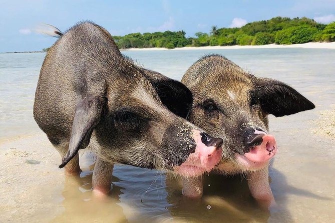 Pig Island Experience By Speed Boat, Snorkeling, Kayaking Relaxing on the Beach - What the boat crew adds