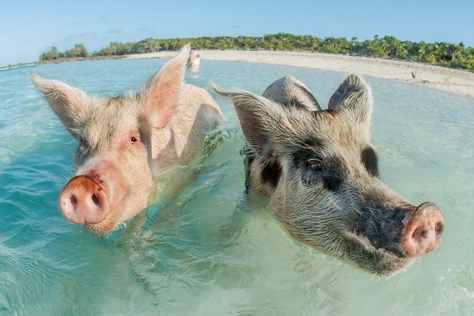 Pig Island Experience By Speed Boat, Snorkeling, Kayaking Relaxing on the Beach - Practical details that affect your day