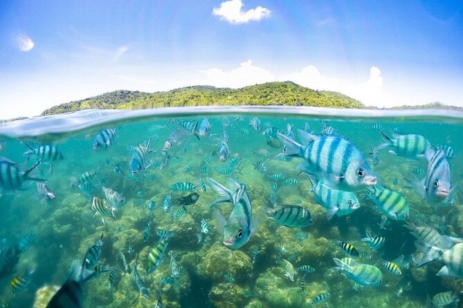 Pig Island Tour by Speedboat with Snorkeling - Lunch with a view at Koh Tan Coral Beach