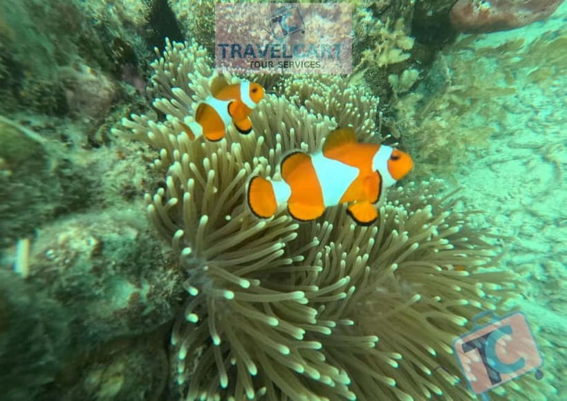 PORT BARTON: Full-day Shared Island Hopping Tour A - The sandbar stop and its starfish