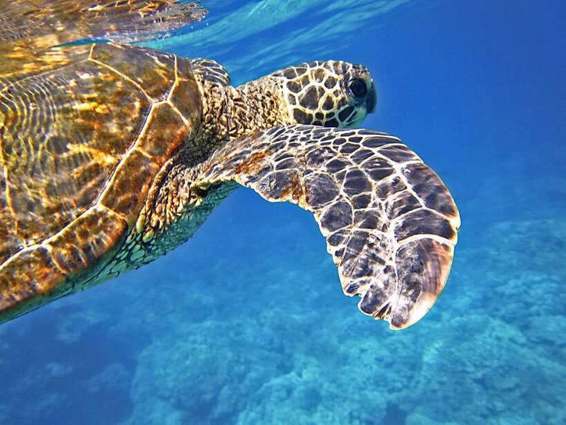 Port Barton: Island Hopping to Turtle Spot & Reef with Lunch - The first reefs: your best chance to settle in