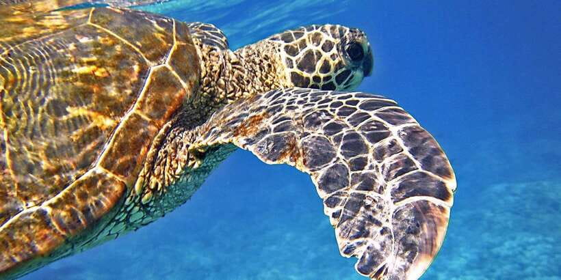 Port Barton: Island Hopping to Turtle Spot & Reef with Lunch - The beach BBQ is more than a basic packed lunch
