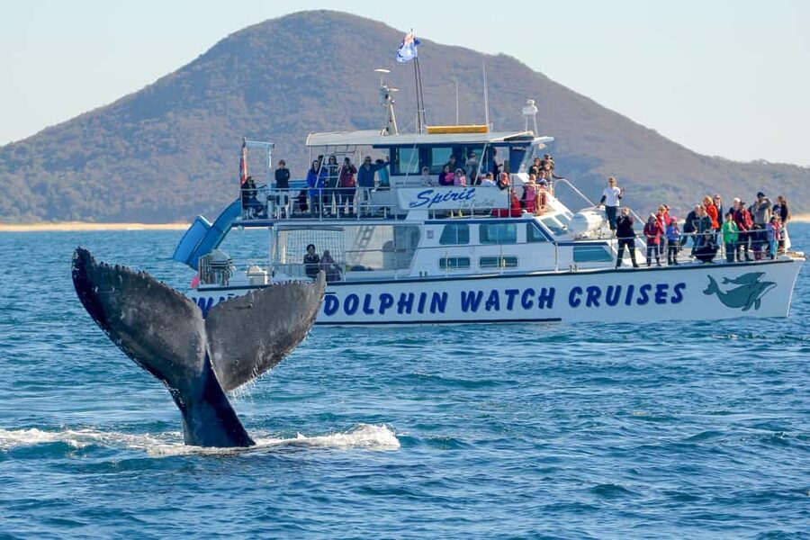 Port Stephens: 2.5-Hour Whale Watching & Outer Island Cruise - Key points at a glance