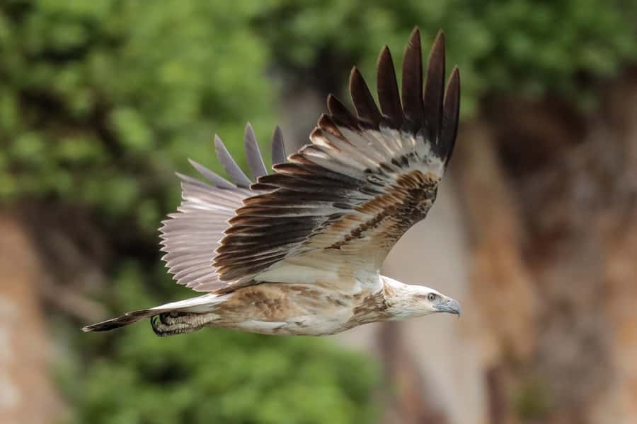 Port Stephens: Port Stephens Island Snorkel Adventure Cruise - Key points to know before booking