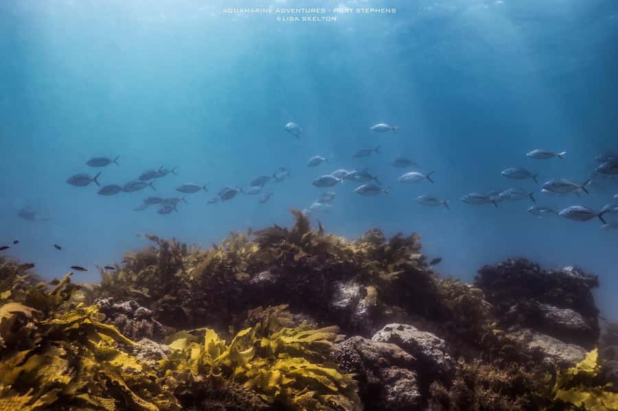Port Stephens: Port Stephens Island Snorkel Adventure Cruise - Why the small group matters