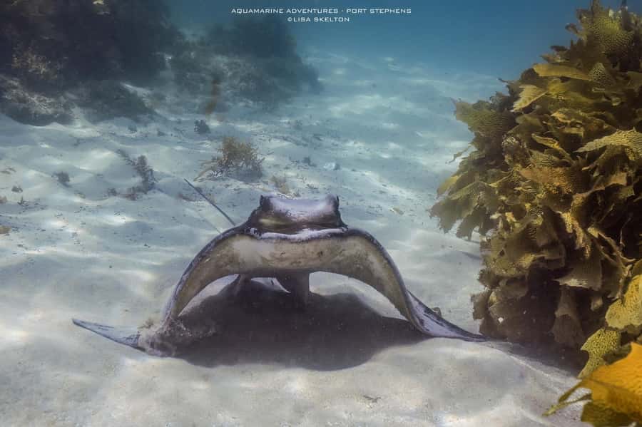 Port Stephens: Port Stephens Island Snorkel Adventure Cruise - Should you book the Port Stephens Island Snorkel Adventure?