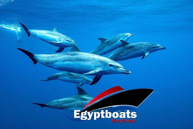 PRIVATE! | 4-hour Speed Boat Trip | Swim With Dolphins, Snorkeling & Island - Looking for dolphins in open Red Sea water