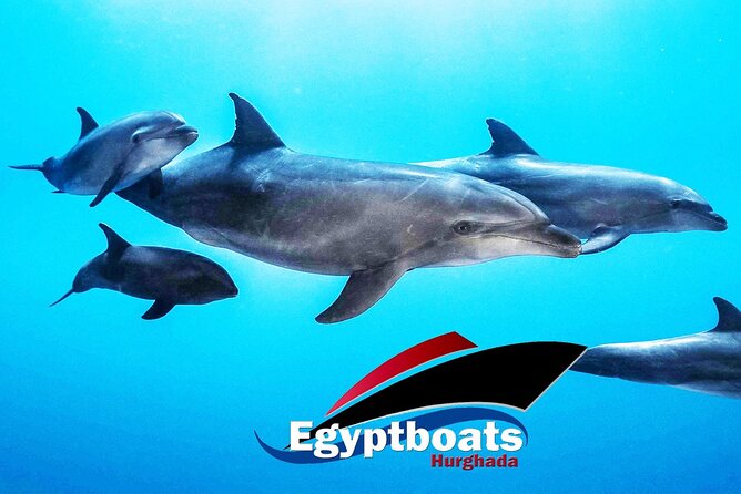 PRIVATE! | 4-hour Speed Boat Trip | Swim With Dolphins, Snorkeling & Island - Snorkeling Carless Reef for about 30 minutes
