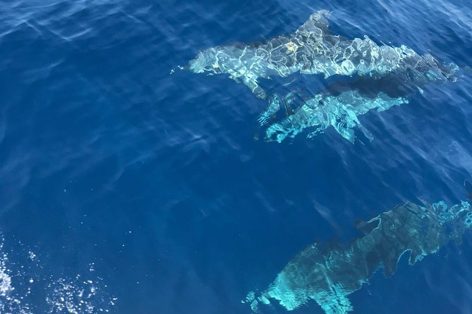 Private Blue Cave and Hvar - 5 Islands Tour - Three hours in Hvar is the cultural pause