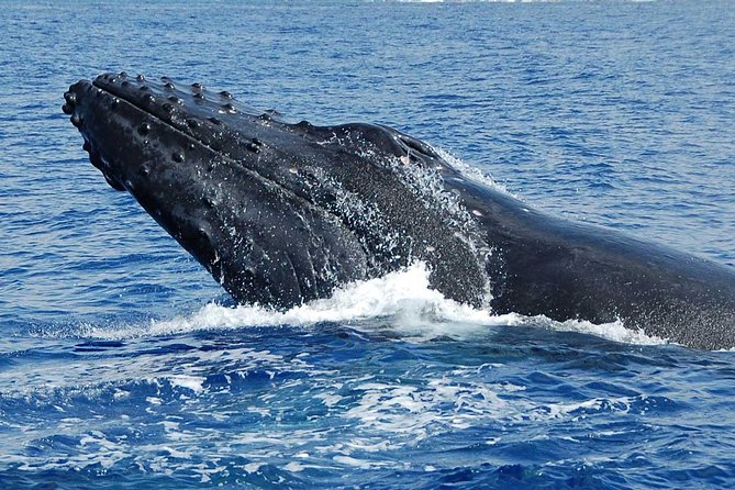 Private Charter: Customizable Big Island Boat Adventure - What the $1,882 group price really means