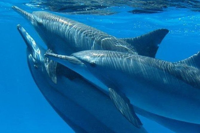 Private Speed Boat to Magawish Island's Hidden Wonders - Hurghada - Magawish Island and its quiet coves