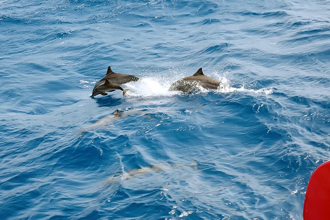 Private Speed Boat to Magawish Island's Hidden Wonders - Hurghada - What the $70 price really covers