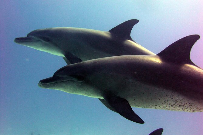 Private Speed Boat to Magawish Island's Hidden Wonders - Hurghada - Two snorkeling stops on the Red Sea