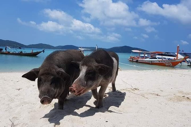 Private Speedboat Koh Tan & Pig Island Snorkeling from Samui - Is $423.76 Good Value?