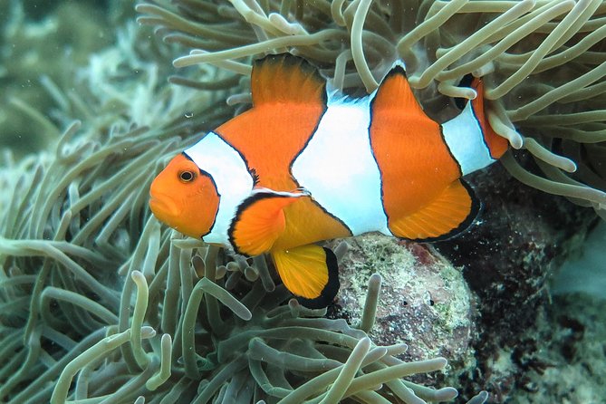 Private Tour to Hong Islands & 4 Islands with Sunset & Night Snorkel - Night snorkeling needs careful confirmation