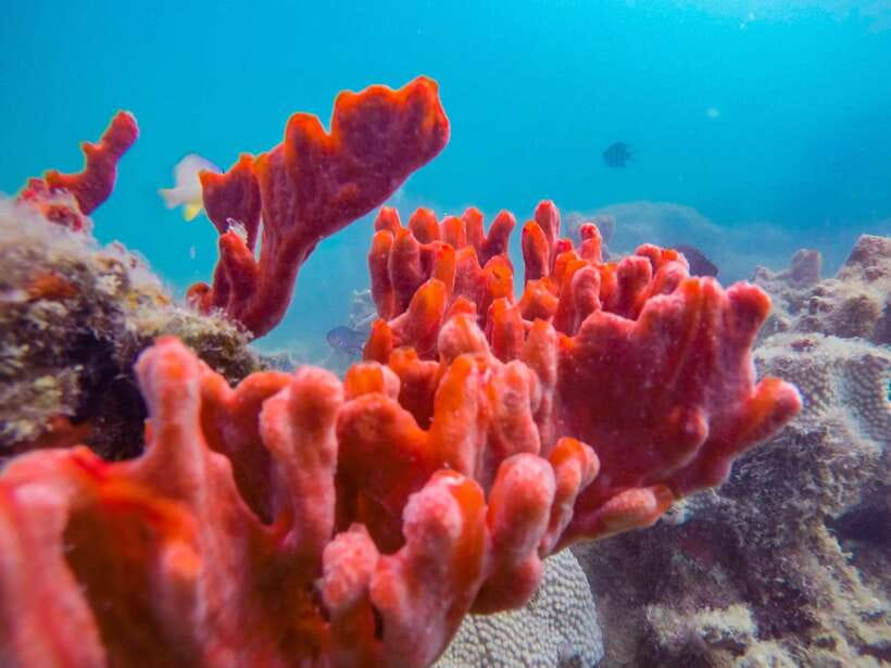 Puerto Princesa: Honda Bay Island Hopping & Optional Massage - Who should book this Honda Bay tour?