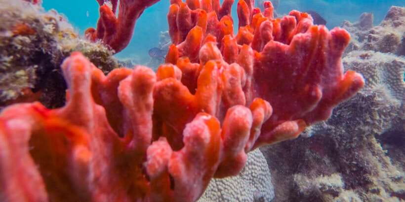 Puerto Princesa: Private Honda Bay Island Hopping Tour - What the private format really adds