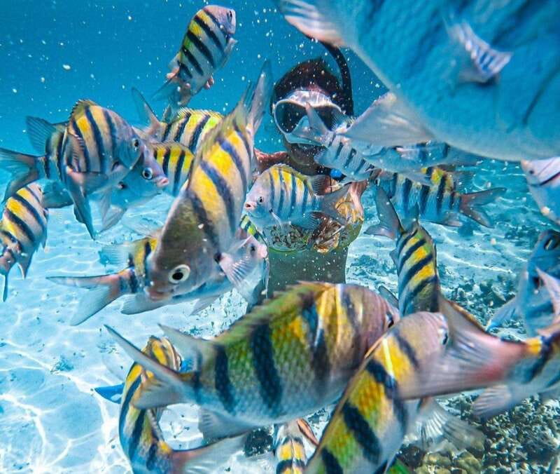 Puerto Vallarta: Los Arcos Islands Boat Tour and Snorkeling - Snorkeling among fish, coral, and changing currents