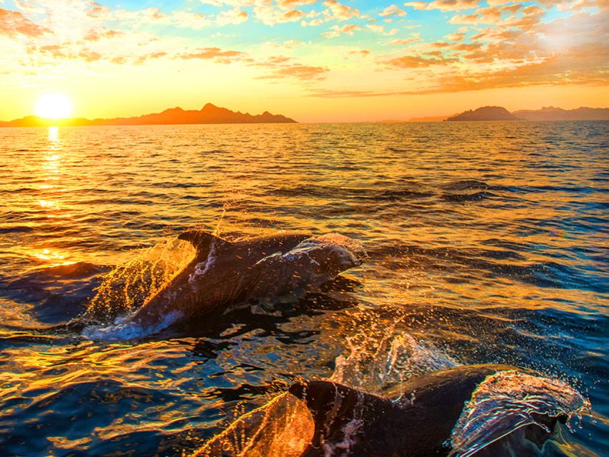 Pula: Brijuni Islands Dolphin Watching & Wildlife Cruise - Key points at a glance