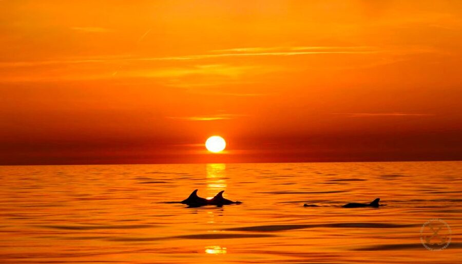 Pula: Brijuni Islands Dolphin Watching & Wildlife Cruise - What makes Brijuni National Park worth seeing from the water