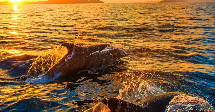 Pula: Brijuni Islands Dolphin Watching & Wildlife Cruise - Searching for dolphins off Brijuni