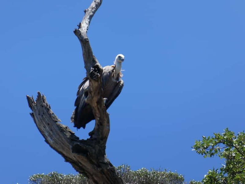 Punat: Plavnik and Krk Islands Private Boat Trip - Who should book this boat trip?