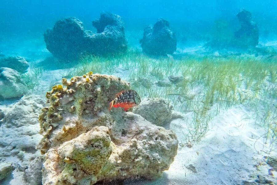 Punta Cana: Full Day Boat Trip to Catalina Island with Lunch - Key points to know before booking