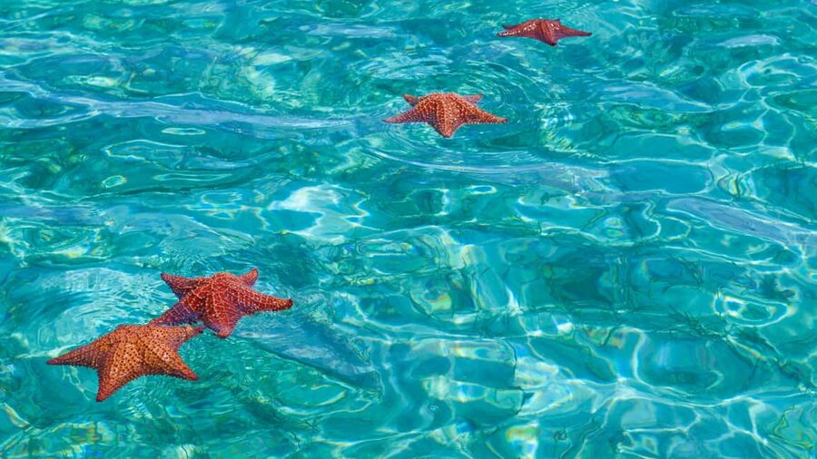 Punta Cana: Saona Island Catamaran Tour with Food & Open Bar - A half-hour at the Natural Swimming Pool