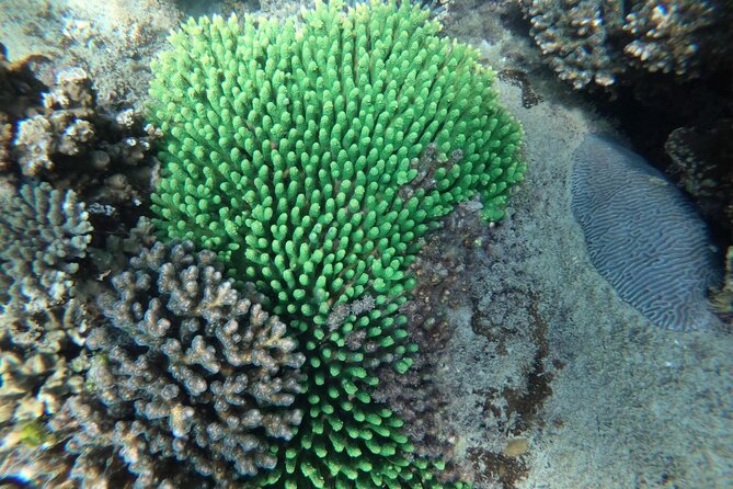 REAL snorkel &island hopping by SPEEDBOAT-EXPLORE CUISINES(MAX12) - Guides, equipment, and the small-group feel