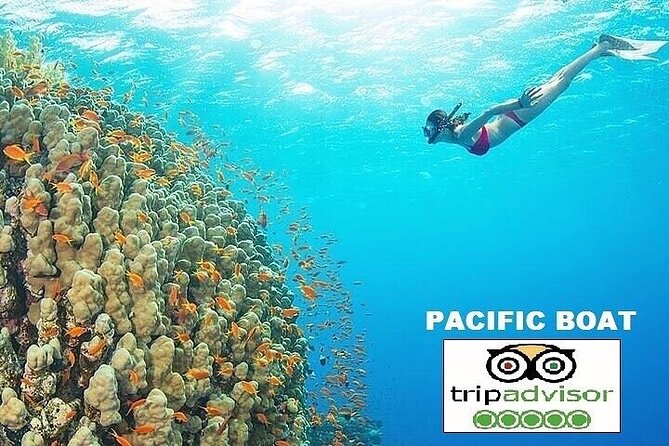 Real snorkel trip by speedboat with small group on Cham island - From Da Nang or Hoi An to Cua Dai Harbour