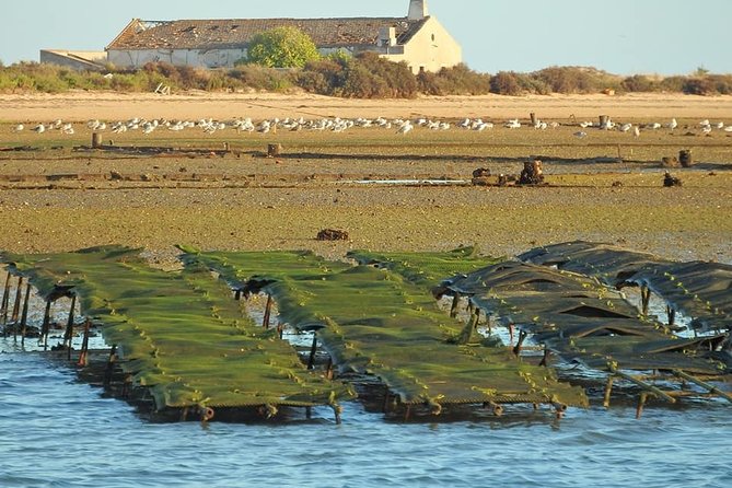 Ria Formosa - Boat trip to the 3 Islands: Armona | Culatra Island | Lighthouse - Who will enjoy this trip most