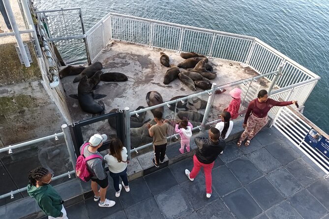 Robben Island Cape Of Good Hope Penguins Including Ferry Ticket - Guide quality and the private format
