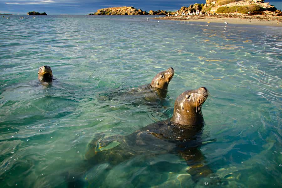 Rockingham: 3 Island Wildlife Snorkeling Cruise with Lunch - Key points to know before booking