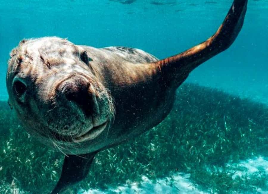 Rockingham: 3 Island Wildlife Snorkeling Cruise with Lunch - Snorkeling help for beginners and less confident swimmers