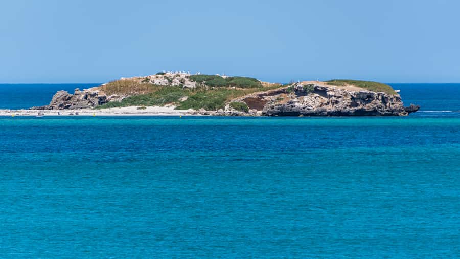 Rockingham: 3 Island Wildlife Snorkeling Cruise with Lunch - Wildlife watching from the boat