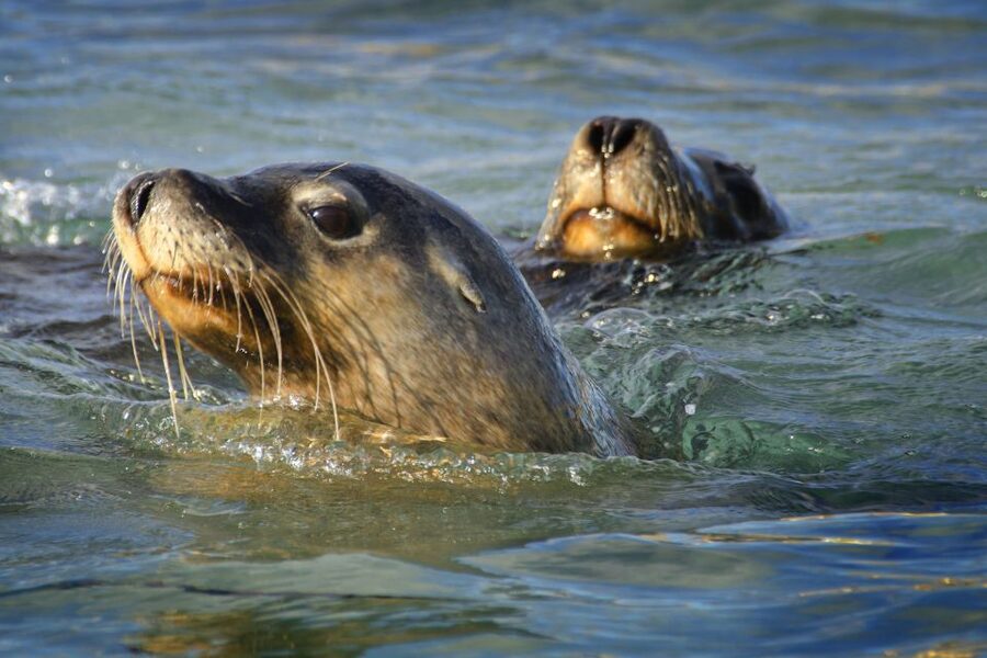 Rockingham: 3 Island Wildlife Snorkeling Cruise with Lunch - Is $176 good value?