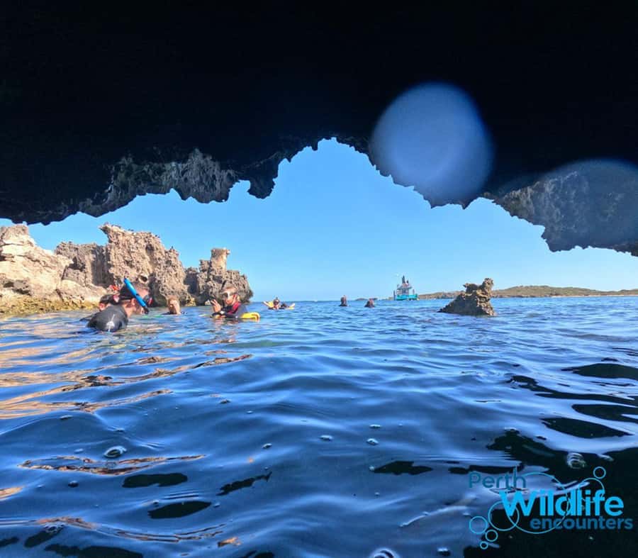 Rockingham: 3 Island Wildlife Snorkeling Cruise with Lunch - What happens around Penguin, Seal, and Bird Islands