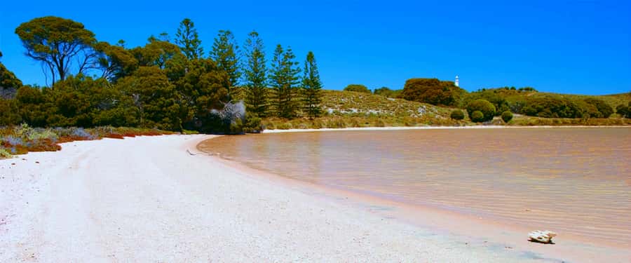 Rottnest Grand Island Package with Ferry, Tour & Light Lunch - Key points to know before booking