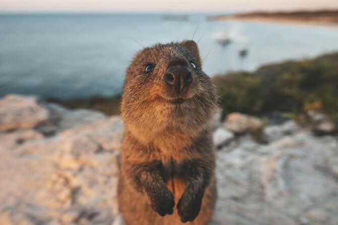 Rottnest Island Round-Trip Ferry from Perth - What the ferry ride is really like