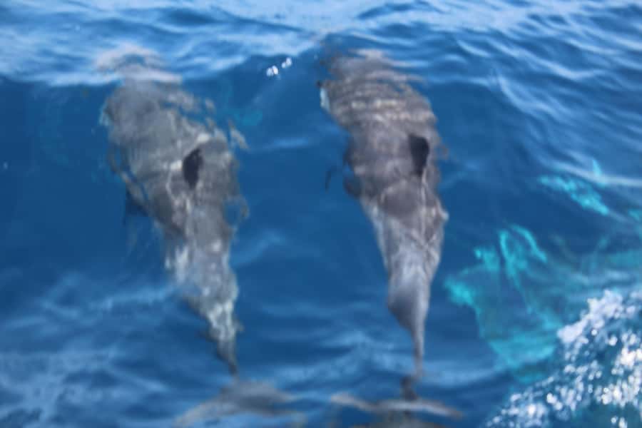 Sal Island: Catamaran cruises on Sal Island - Snacks, drinks, music, and dancing onboard