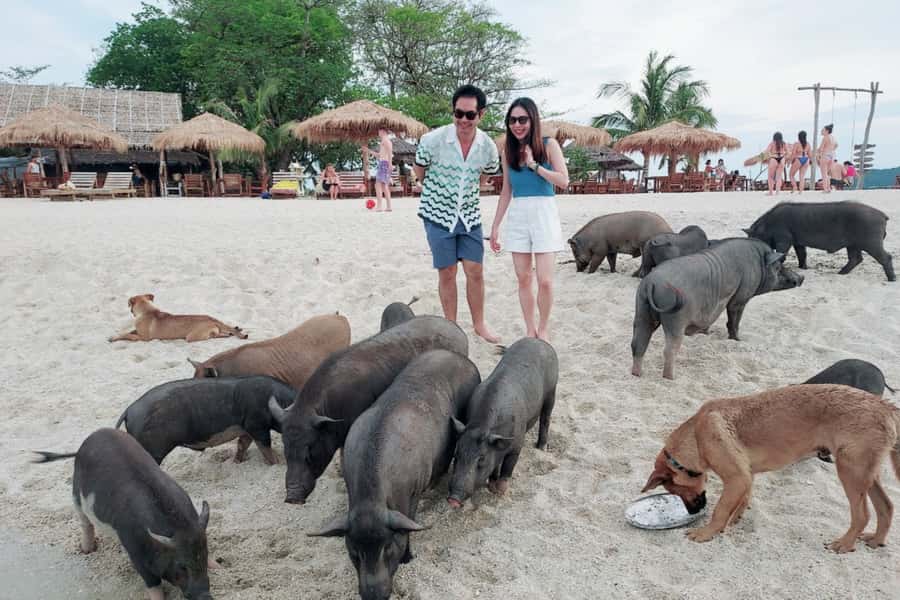 Samui: Pig Island Private Luxury Longtail Boat Tour - Why the pigs are only part of the appeal